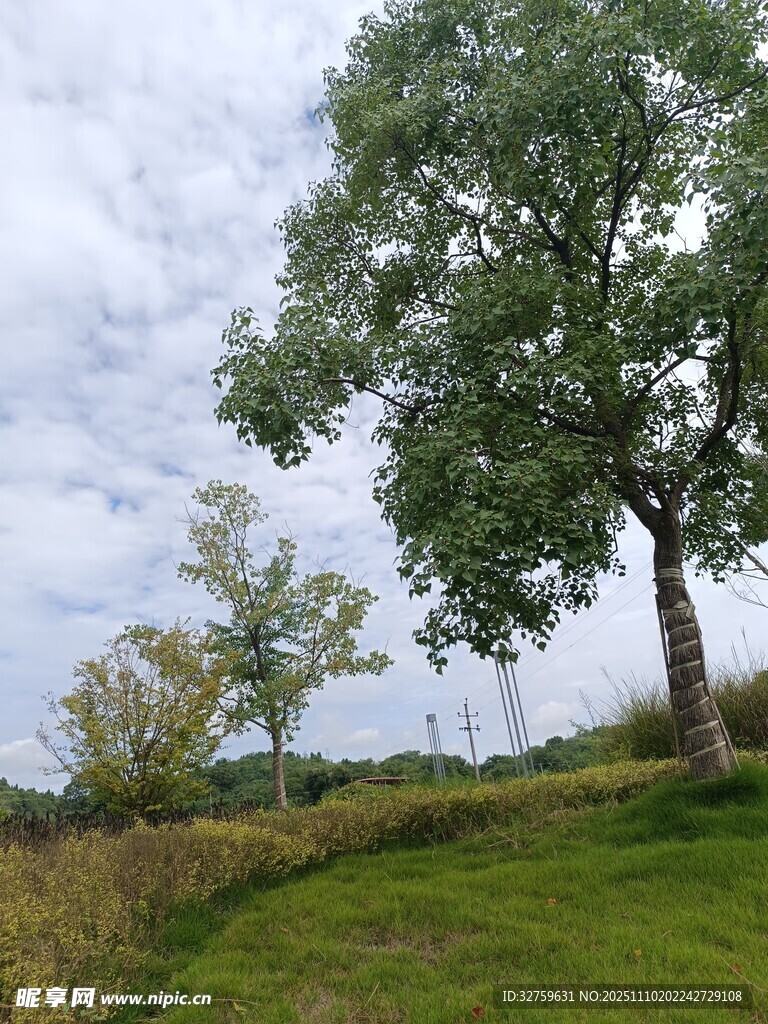 郊外草地旁的蔥郁大樹