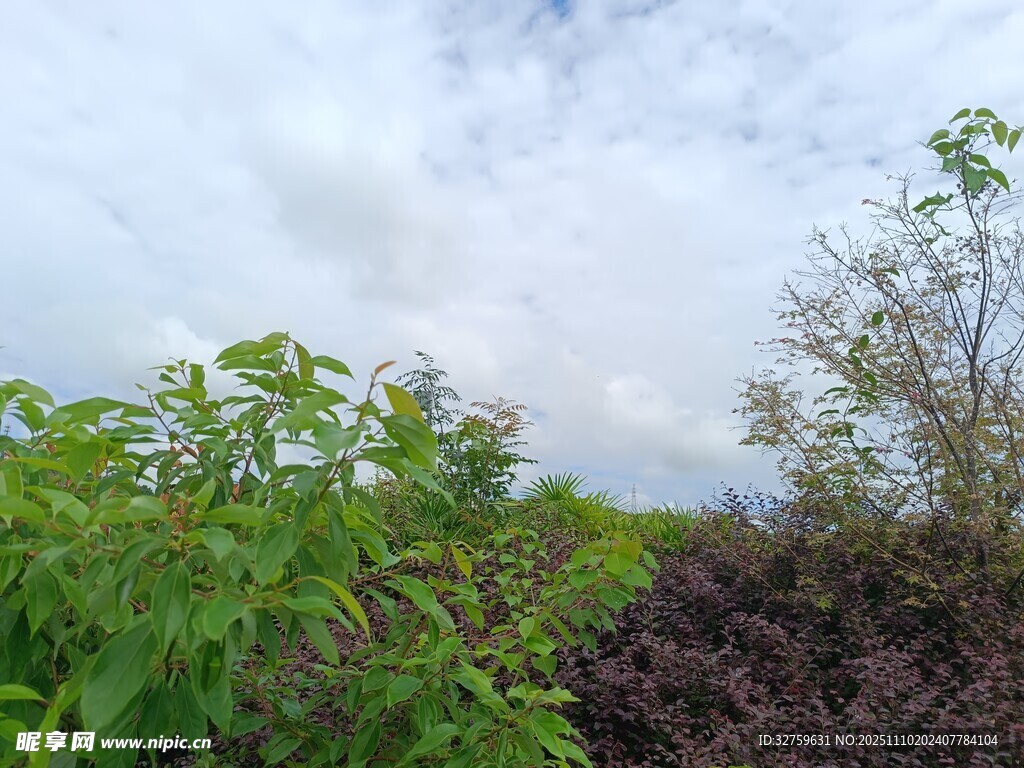 田野綠植與天空景致