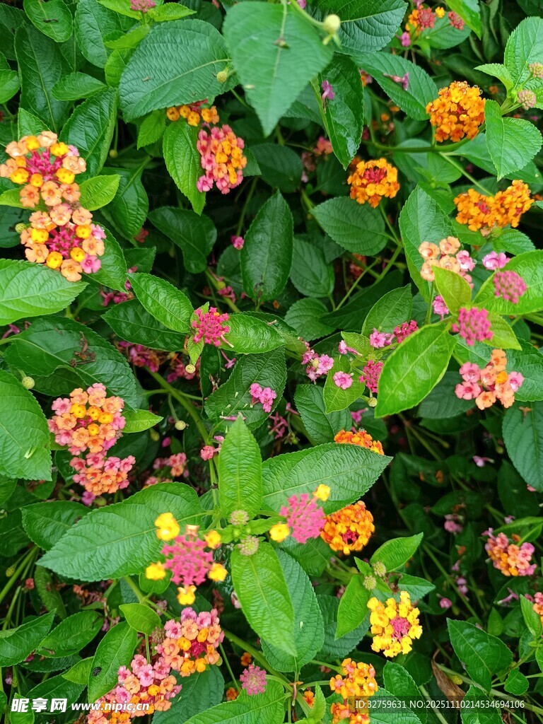 多彩馬纓丹綻放綠意間