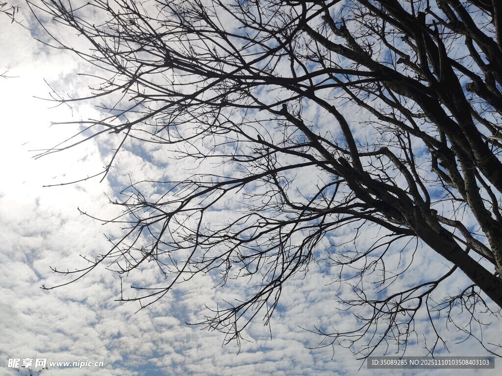 冬日枯樹映于晴朗天空