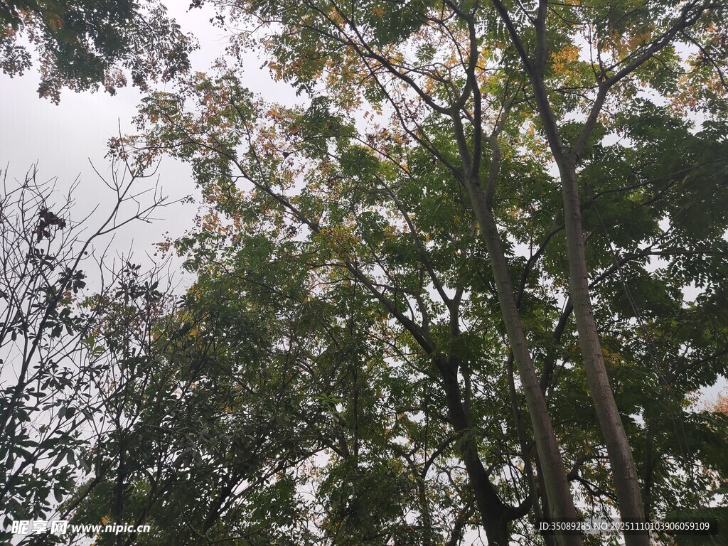 仰視茂密樹林枝葉景觀