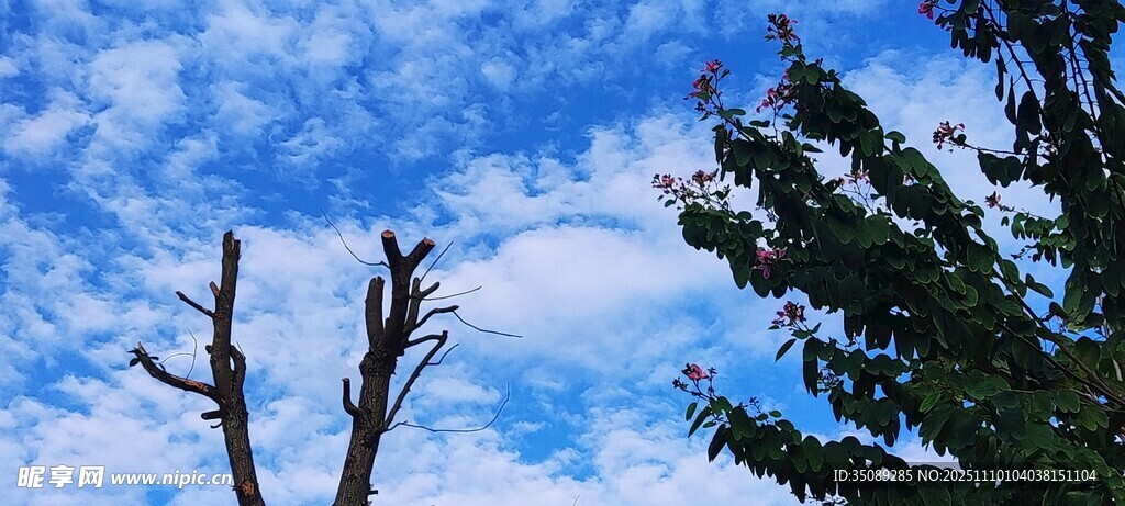 枯樹與藍天綠樹的景致