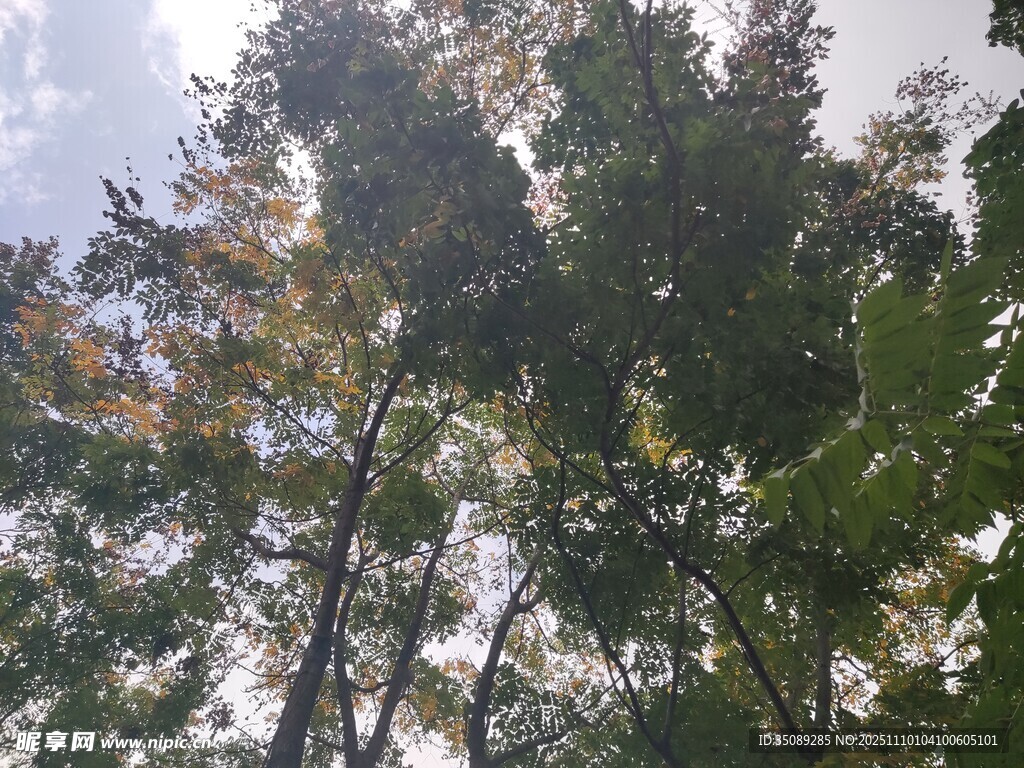 仰視茂密樹(shù)林樹(shù)冠