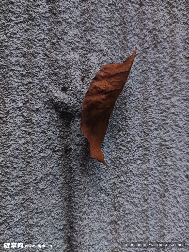 墻上的棕色蝸牛