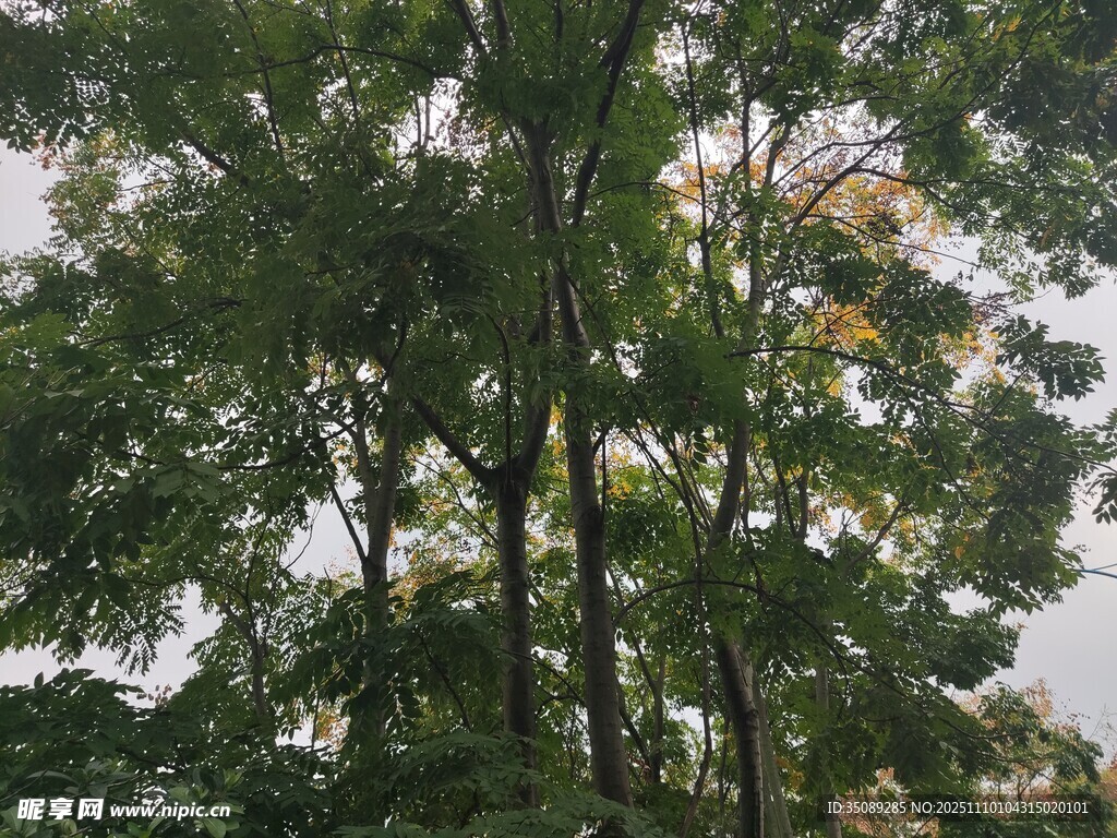 茂密樹林中的高大樹木