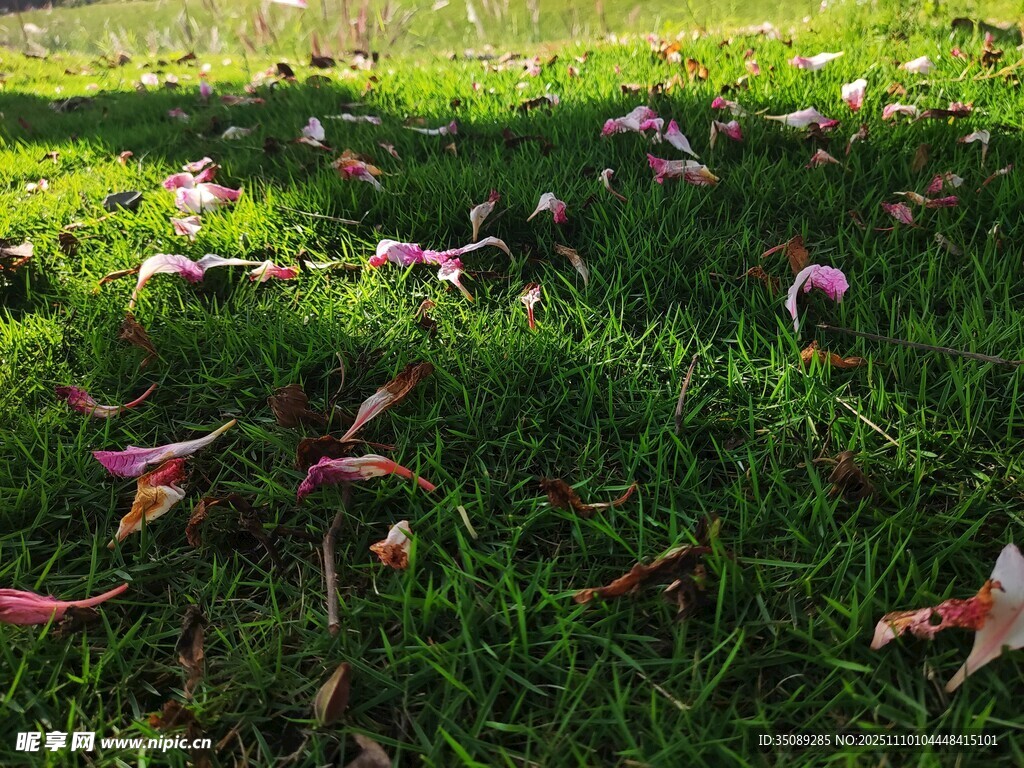 草地上散落的多彩花瓣