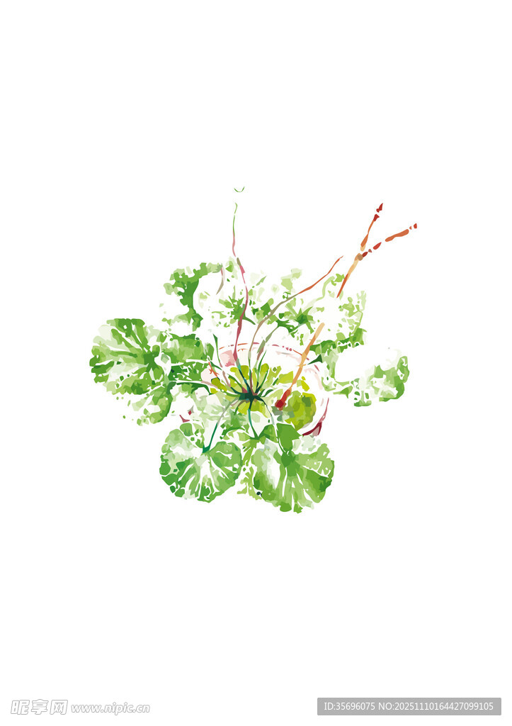水彩繪綠葉植物
