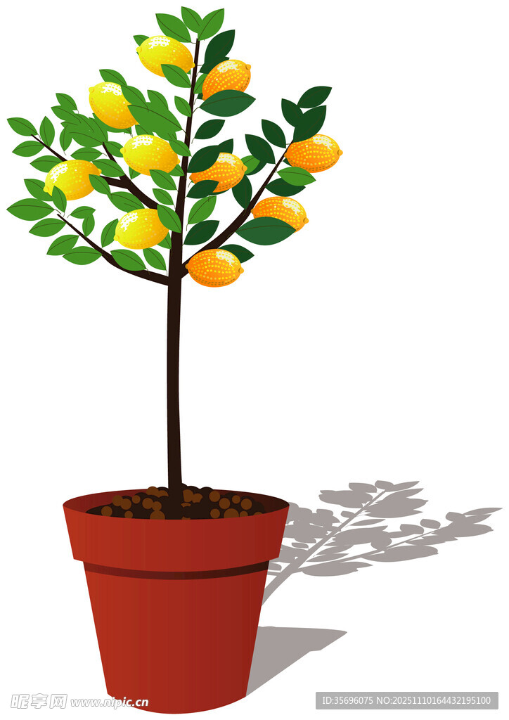 盆栽檸檬樹清新綠意濃