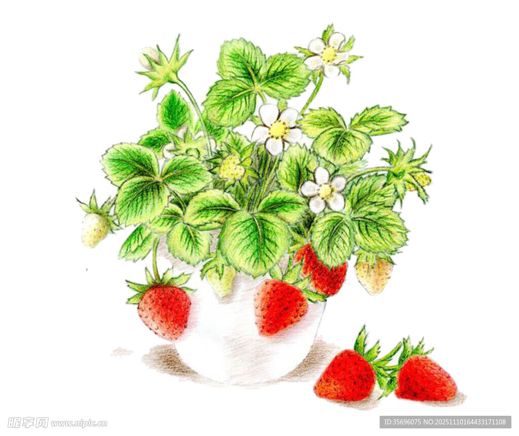 白色花瓶中的草莓植株