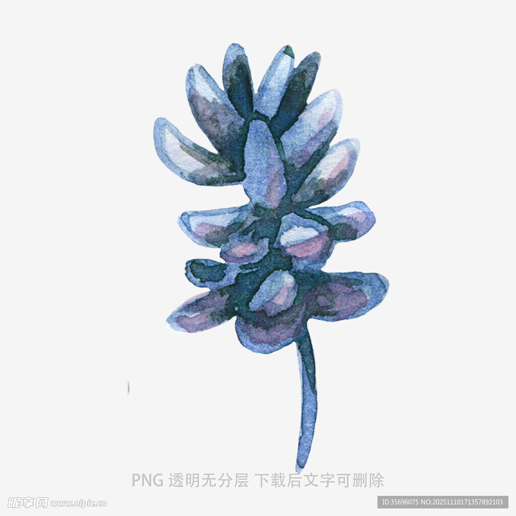 藍色多肉植物水彩插畫