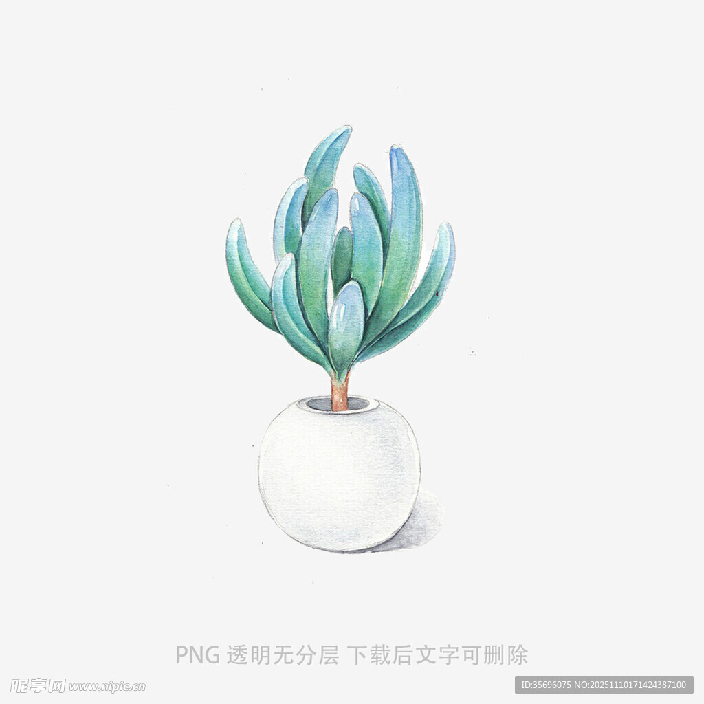 白色花盆中的清新多肉植物