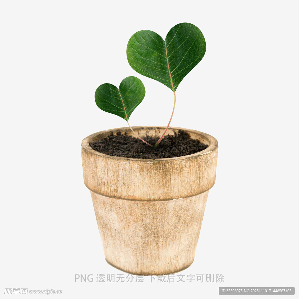 木盆中的嫩綠心形幼苗