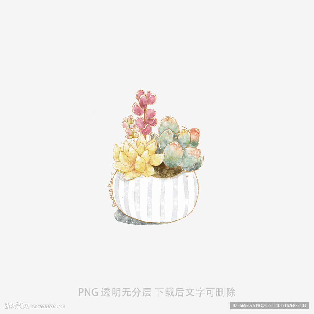 白色花盆中的多彩多肉植物