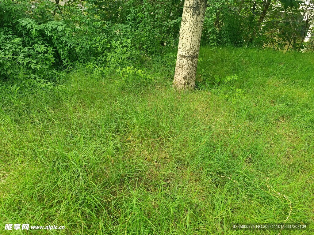 林間翠綠草地景象