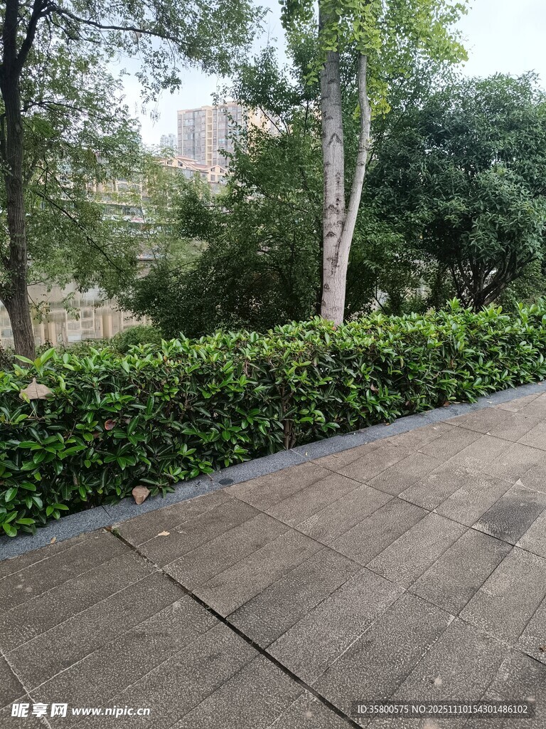 城市中整潔的綠植與步道