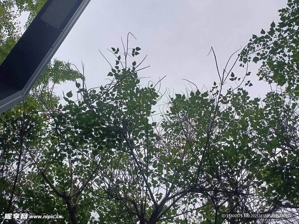 仰視視角下的繁茂綠樹