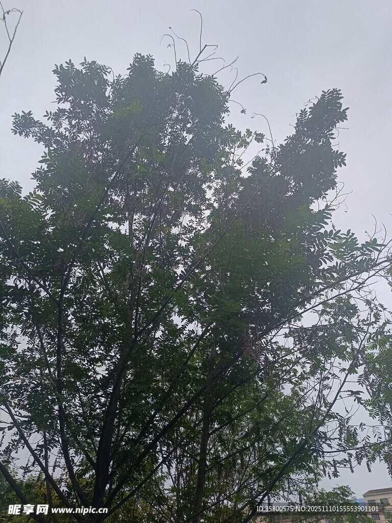 雨中蔥郁樹(shù)木