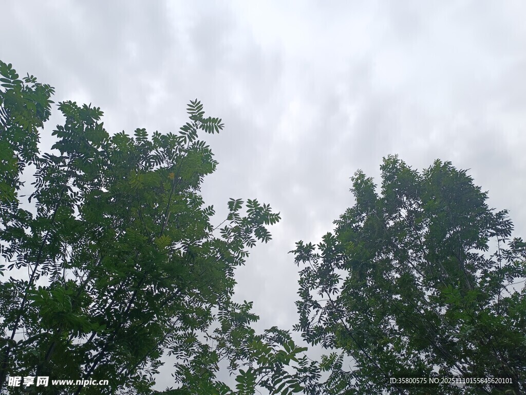 仰視茂密樹林樹冠