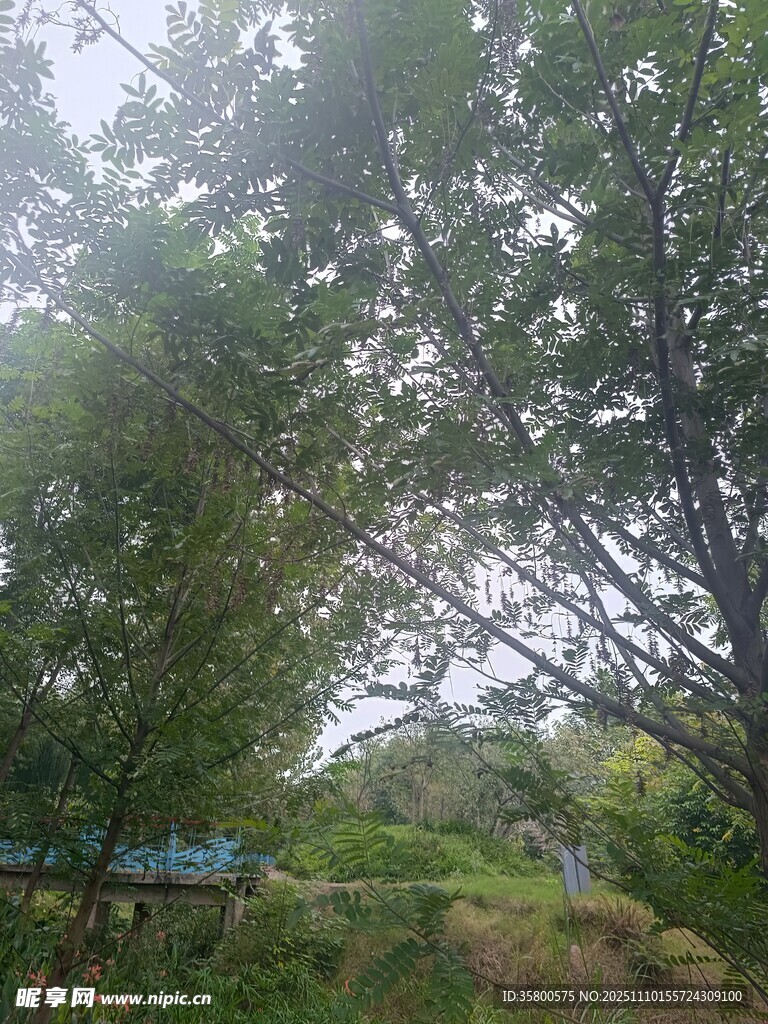 林間綠意盎然的自然景致