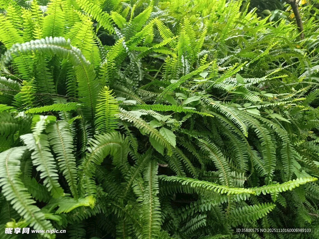 翠綠繁茂的蕨類植物景觀