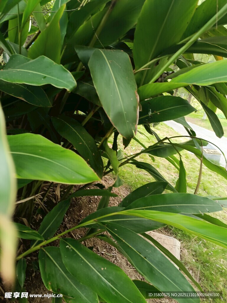 翠綠葉片的生機植物