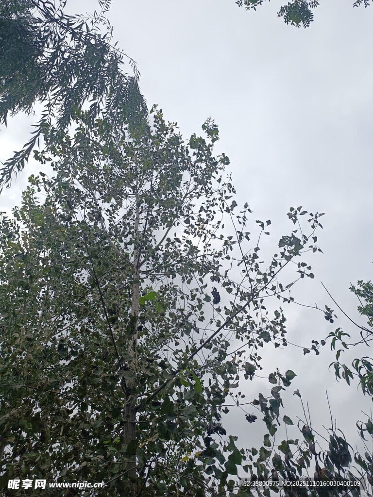 仰視茂密樹林樹冠