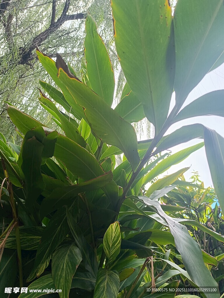 翠綠繁茂的熱帶植物景觀