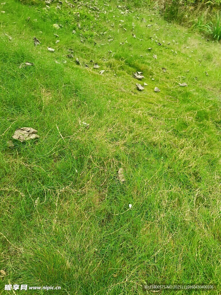 翠綠草地自然風景畫面