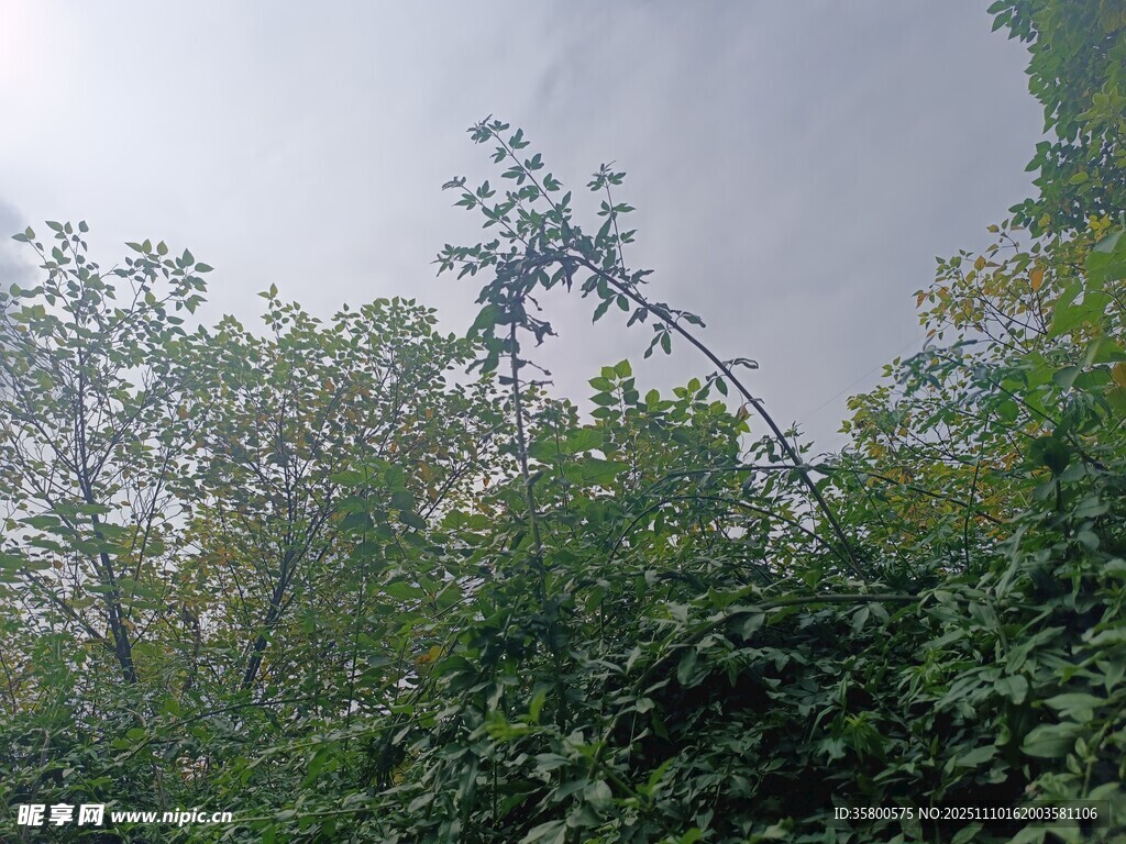 茂密樹林中的綠意景象