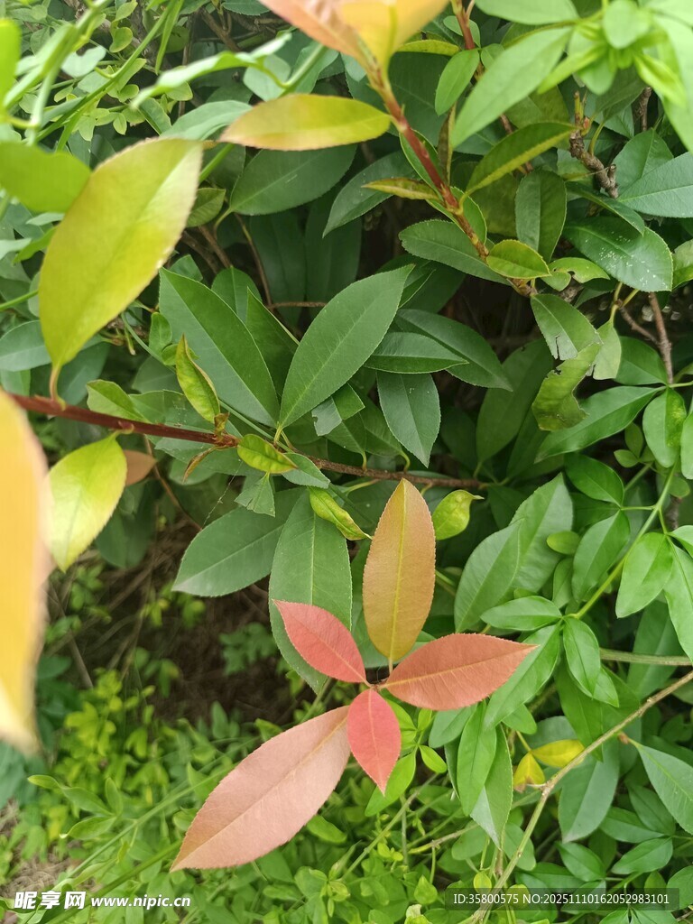 多彩葉片的植物特寫