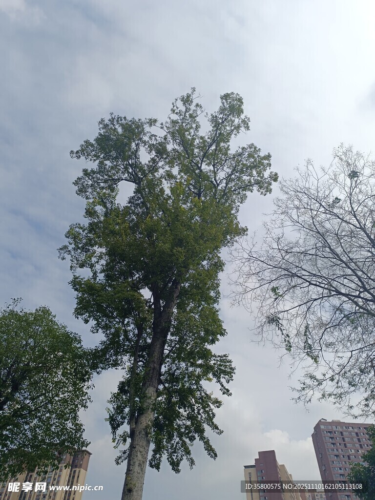 城市中挺拔的綠樹