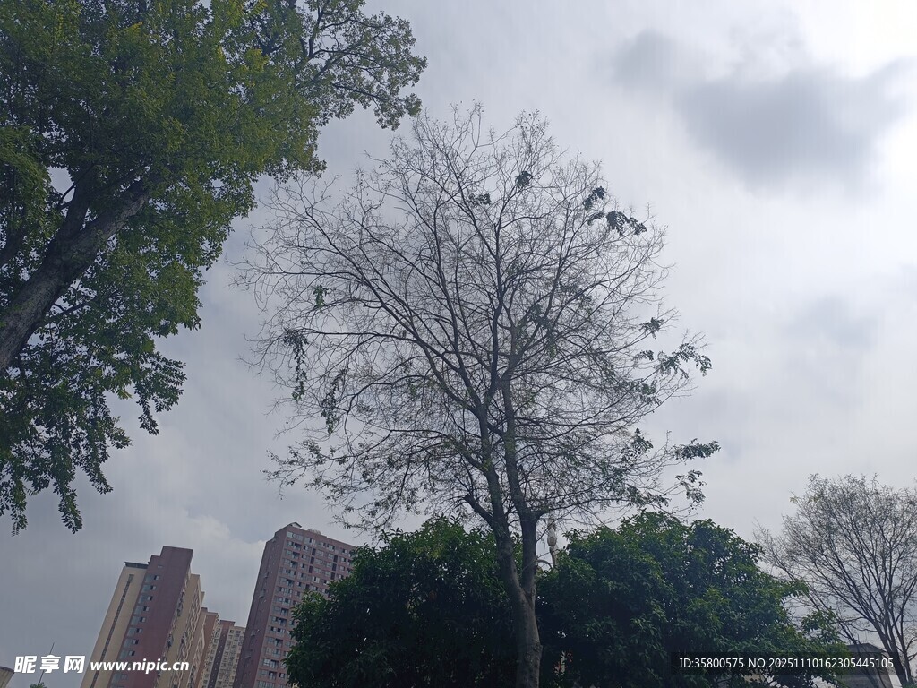 城市中光禿樹(shù)木與高樓景象