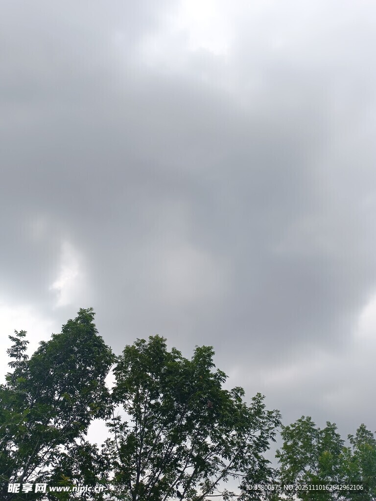 陰天時的樹梢景象