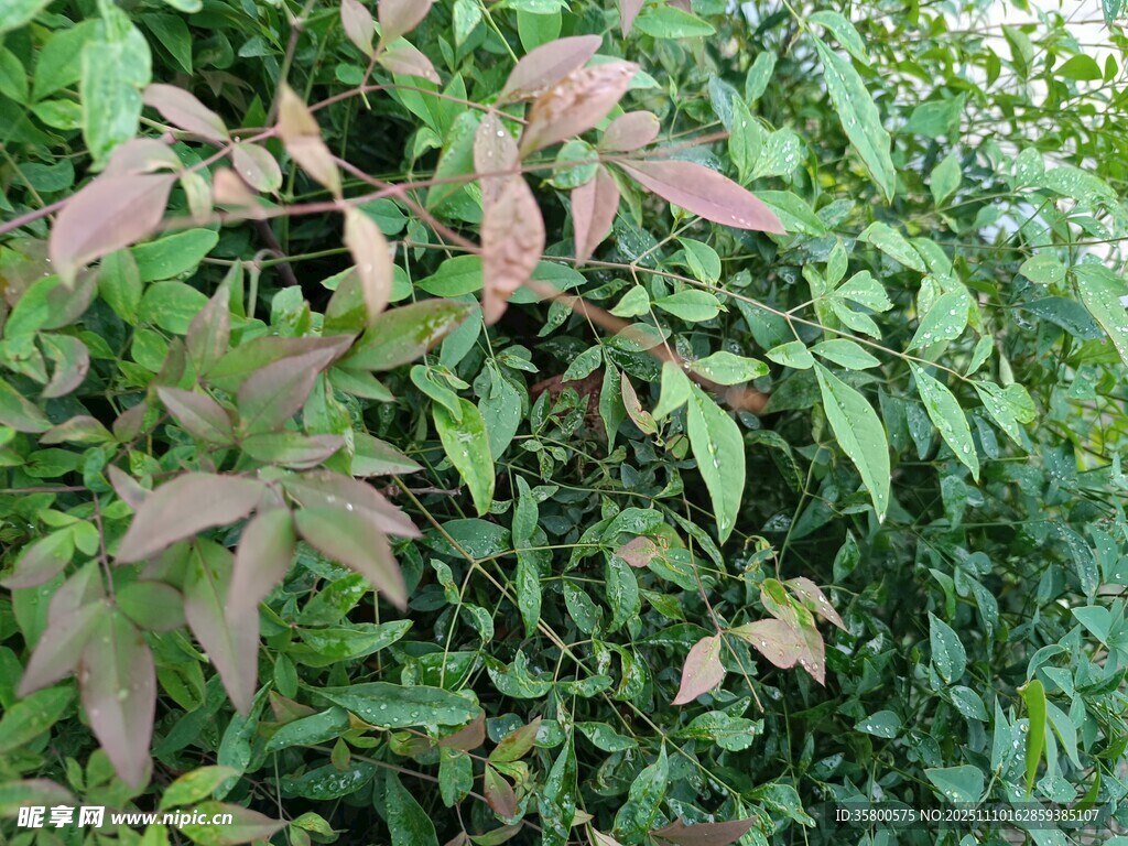 綠葉間的粉葉植物景觀
