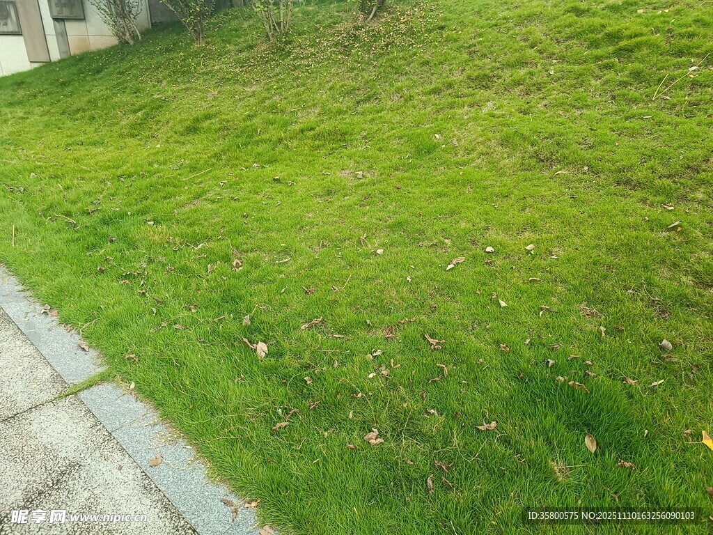 路邊翠綠草地