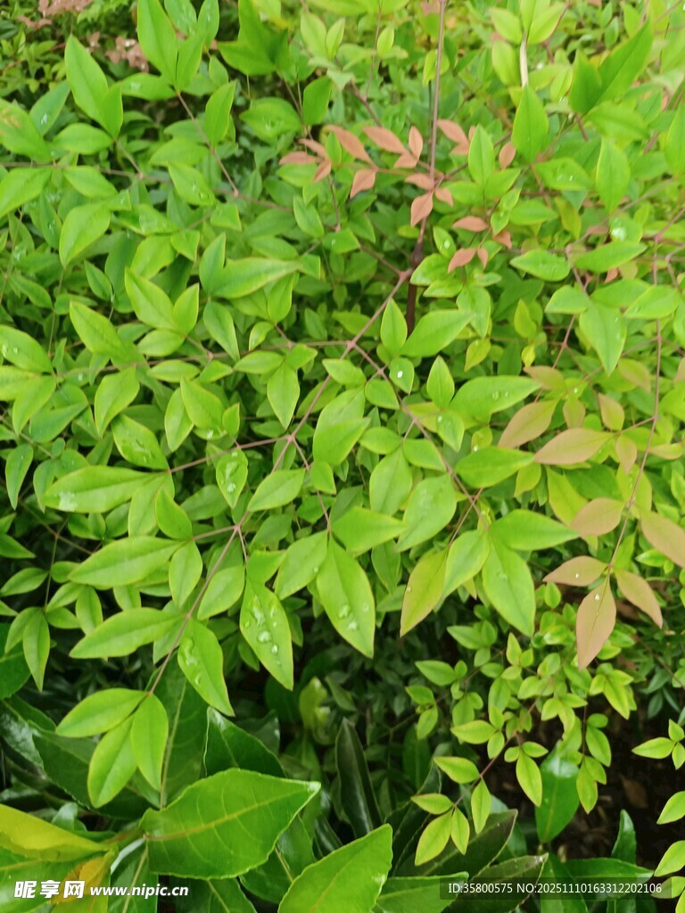 翠綠繁茂的植物景觀