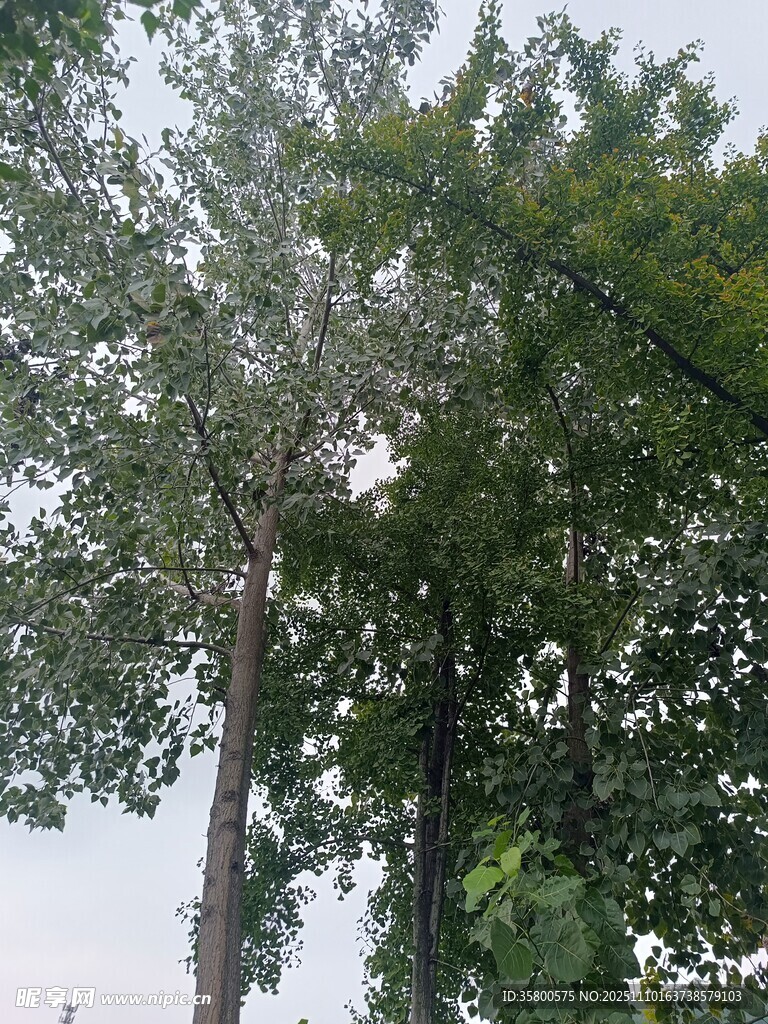 戶外繁茂綠樹(shù)景觀