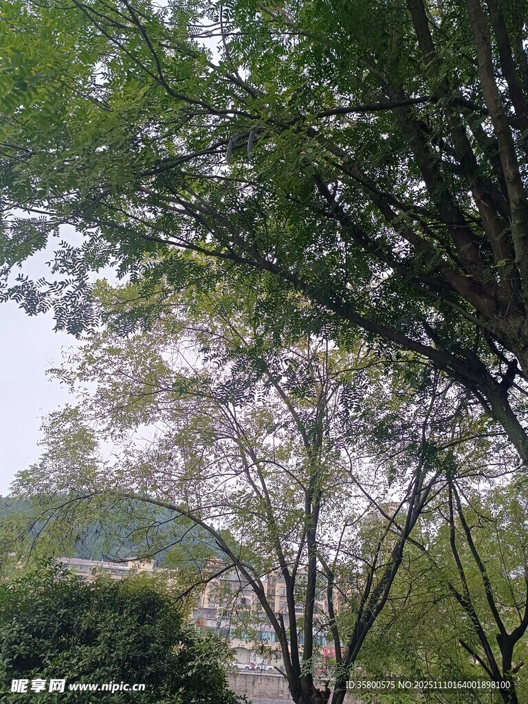 春日繁花綠樹(shù)景致