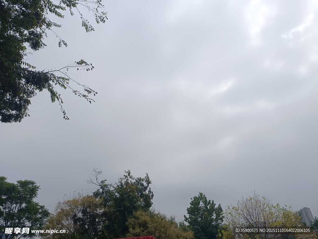 陰天中的樹木與天空