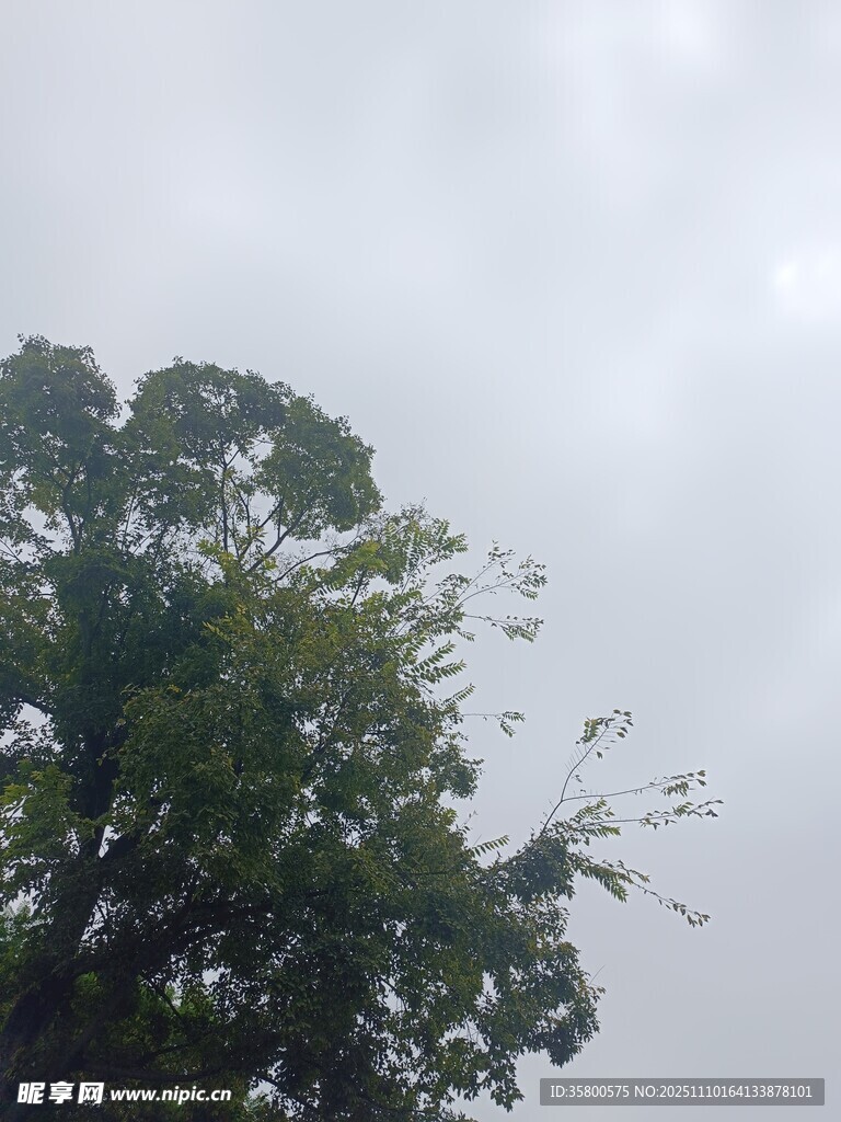 陰天中的繁茂樹木