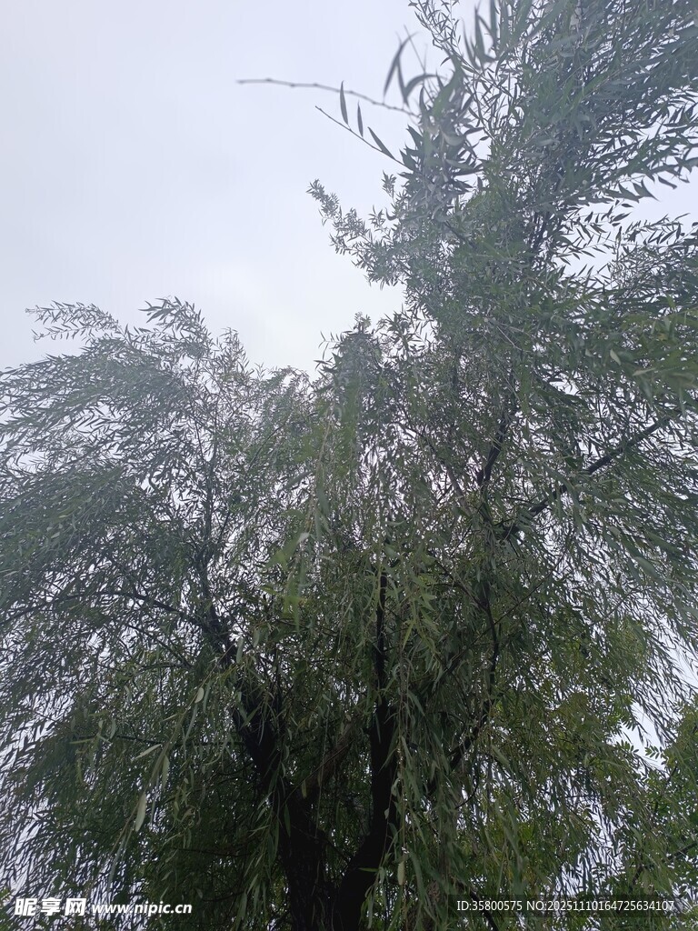 風(fēng)中搖曳的蔥郁樹(shù)木