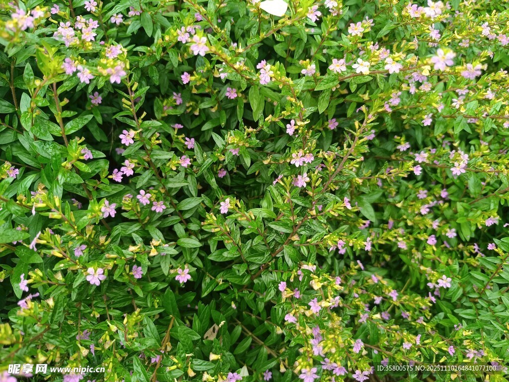 繁茂花叢中的美麗景致