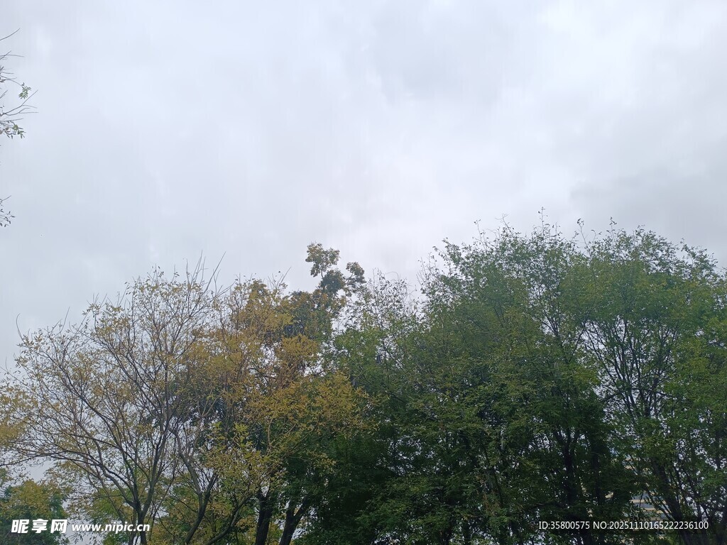 秋日樹梢與朦朧天空