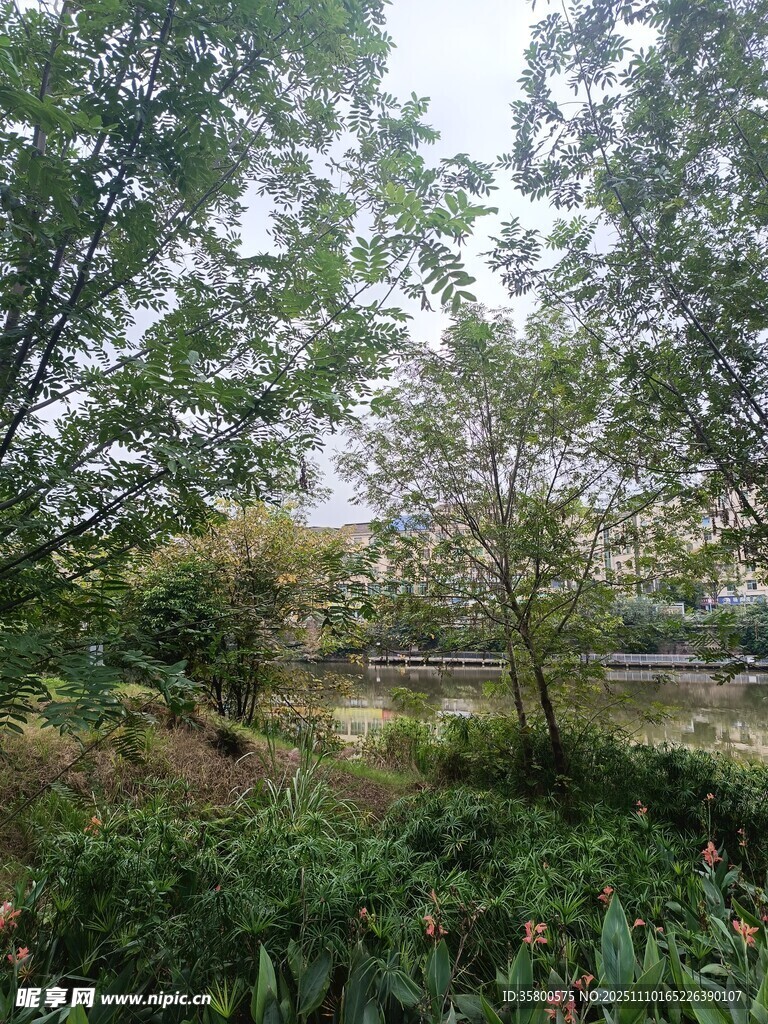 林間綠野自然風(fēng)景畫面