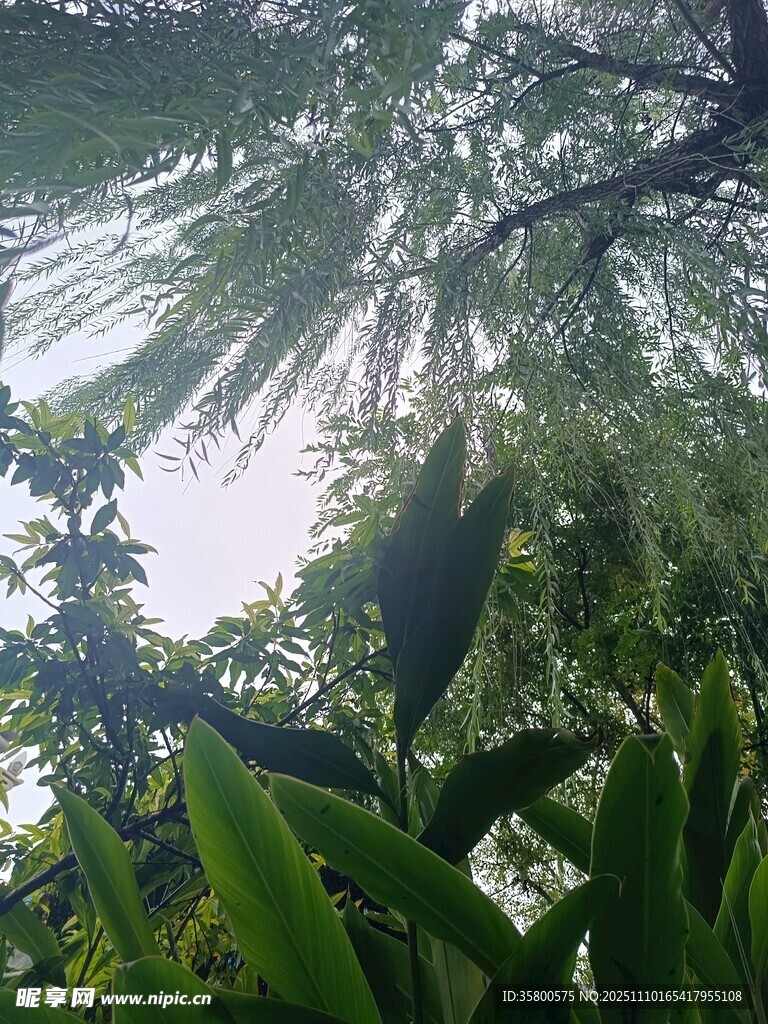 陽光灑落的蔥郁綠植世界