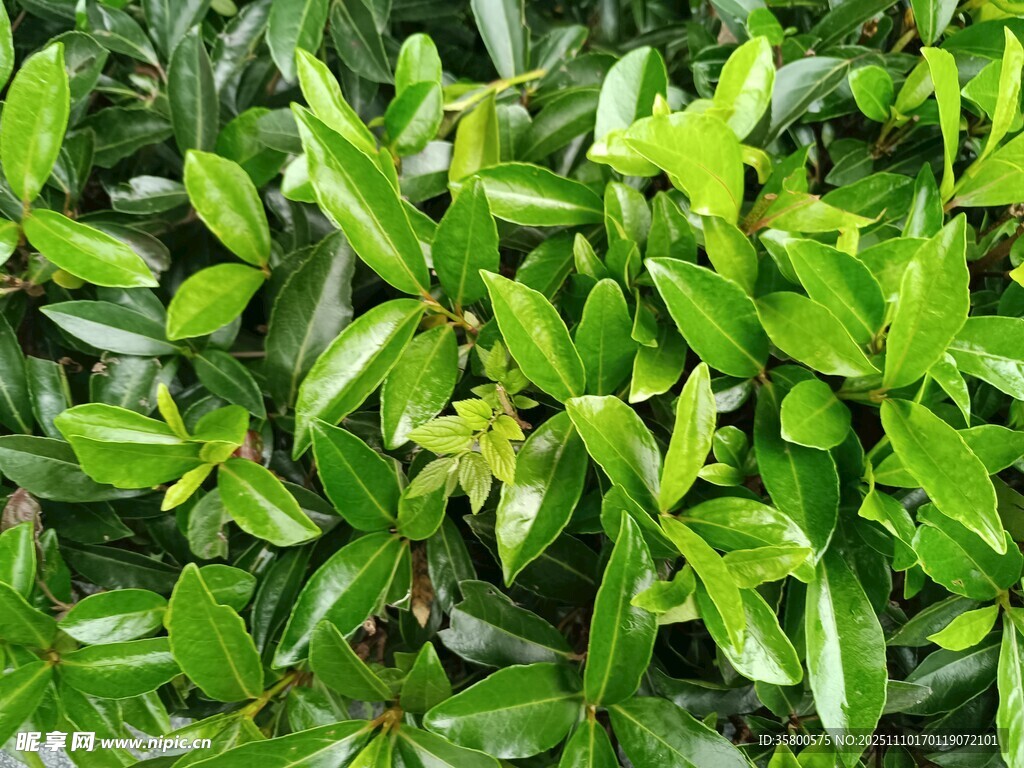 翠綠繁茂的葉片特寫