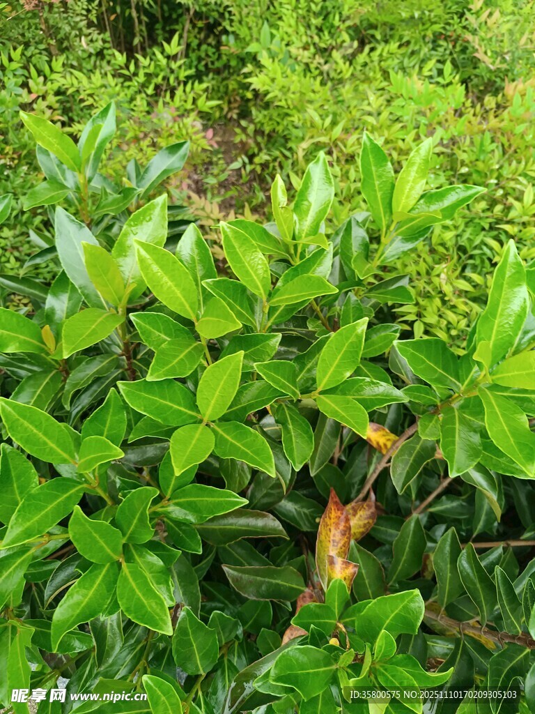 綠葉叢中的橙色小物