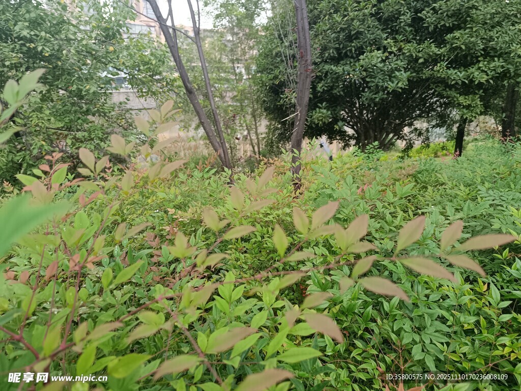 野外繁茂的綠植景觀