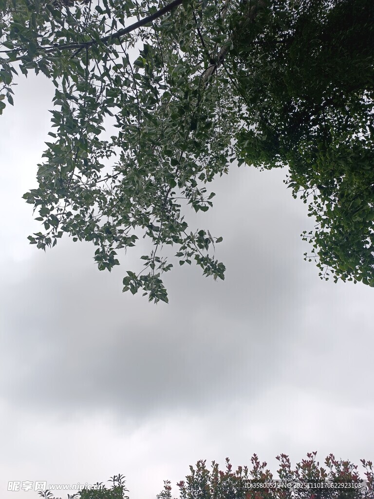 仰視枝葉間的陰沉天空