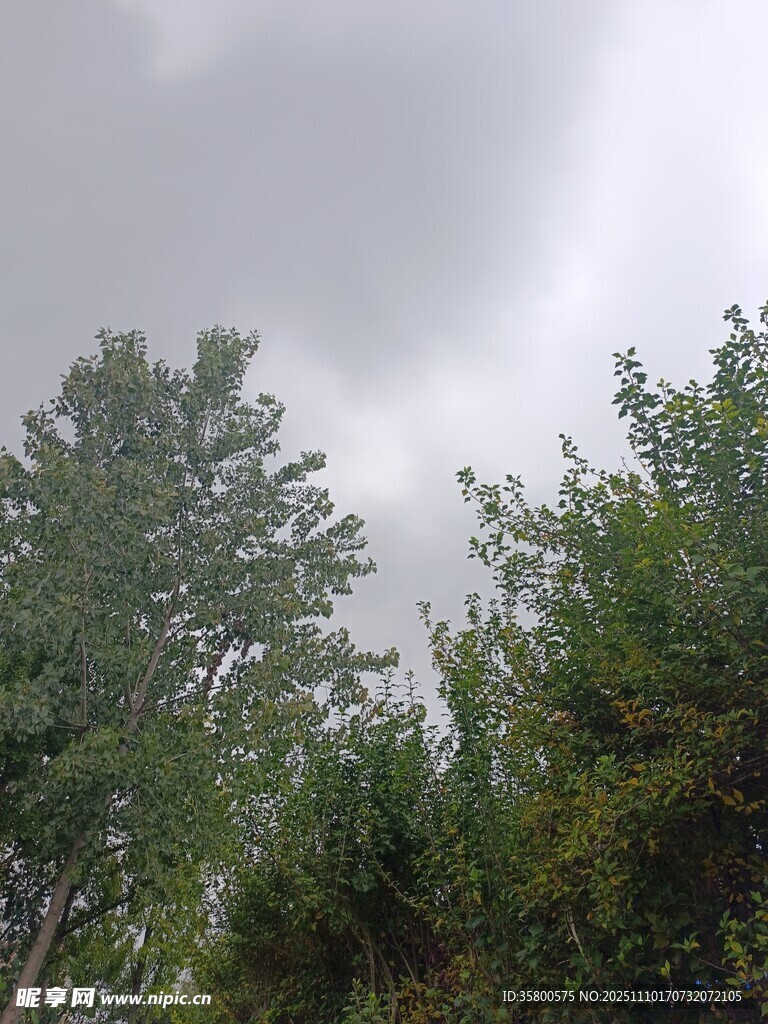 陰天時(shí)的茂密樹林